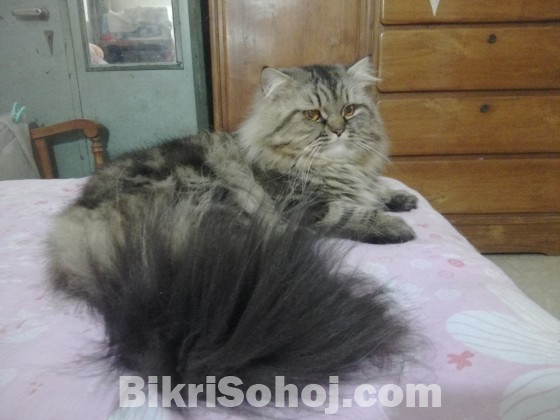 Persian cat sell